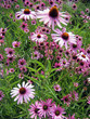 field of echinacea flowers field of echinacea flowers