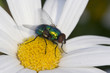house fly