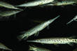 alligator gar alligator gar