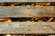 corn crib background
