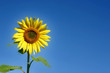 herrliche sonnenblume
