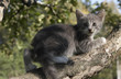 grey kitten on a tree