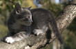 grey kitten on a tree