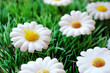 faux gazon et marguerites faux gazon et marguerites