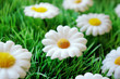 printemps printemps