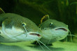 Photo: red-tail shovelnose catfish red-tail shovelnose catfish