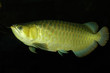 scleropages formosus [arowana fish]
