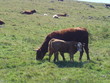 veau et sa mère