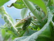 grashüpfer im grünen