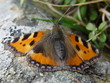 kleiner fuchs