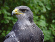 adler