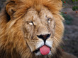 lion