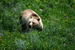 grizzly bear