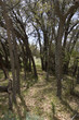 bosque