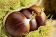 chestnut
