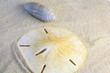 shells