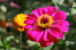 flowers in the deep of the field flowers in the deep of the field