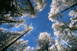 ciel et foret