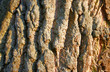baumrinde2