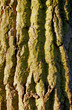 baumrinde4 baumrinde4