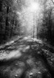waldweg