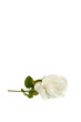 white rose