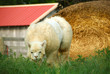 alpaca sheep grazing in the field at the farm.