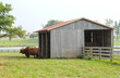 cattle ranch cowshed