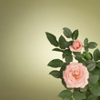 pink roses
