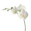 white orchid