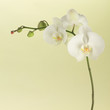 white orchid white orchid
