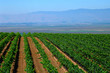 crops growing in california