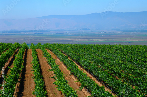 crops growing in california crops growing in california