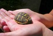 bébé tortue entre de bonnes mains