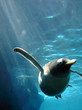 penguin penguin