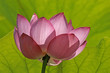 lotus flower w/lime green