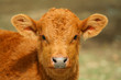 little cow