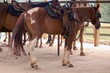 friendship horses