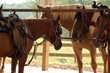 friendship horses