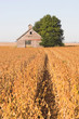 abandoned barn and soybean field