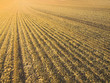 gold land