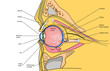 medical illustration of the human eye