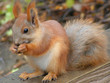 Foto: squirrel autumn 2 squirrel autumn 2