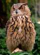 owl