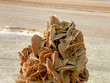 Foto: desert rose desert rose
