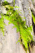 bark & moss