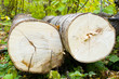 tree felling