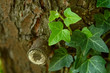 creeping ivy on a tree