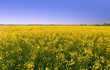 rape field
