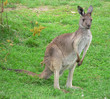 smiling wallaby